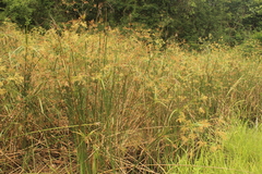 Cyperus fastigiatus