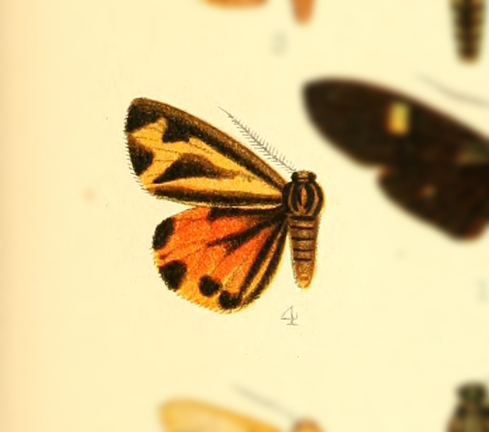 Micrarctia