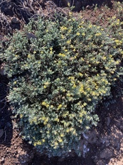 Acmispon dendroideus