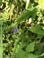 Triodanis biflora