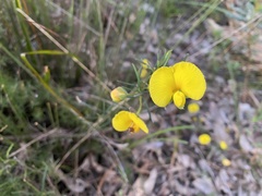Gompholobium polymorphum