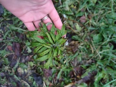 Artemisia vulgaris