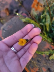 Scorzoneroides autumnalis