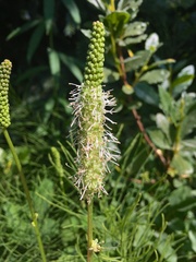 Sanguisorba