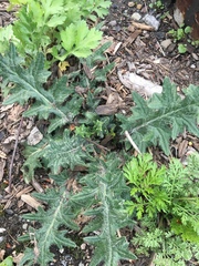Cirsium