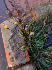 Scorzoneroides autumnalis