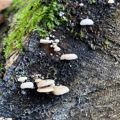 Panellus pusillus