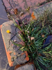 Scorzoneroides autumnalis