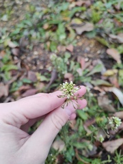 Capsella bursa-pastoris