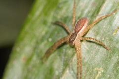 Cupiennius bimaculatus