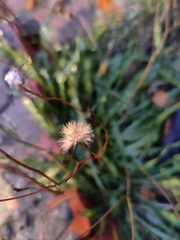 Scorzoneroides autumnalis