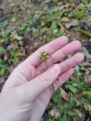 Capsella bursa-pastoris