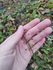 Capsella bursa-pastoris