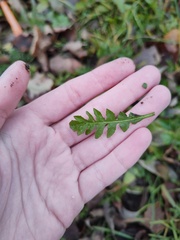 Capsella bursa-pastoris