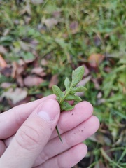 Capsella bursa-pastoris
