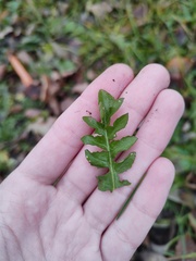 Capsella bursa-pastoris