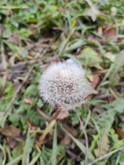 Taraxacum officinale