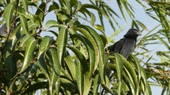 Crotophaga sulcirostris