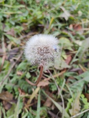 Taraxacum officinale