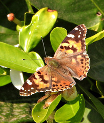 Vanessa cardui