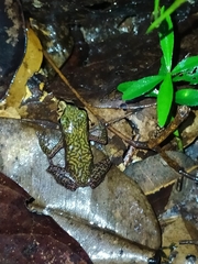Atelopus flavescens