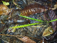 Lockhartia imbricata