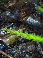 Lockhartia imbricata