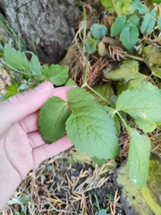 Aegopodium podagraria