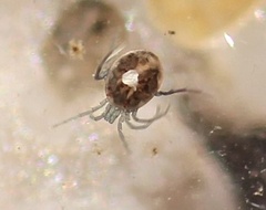 Unionicolidae