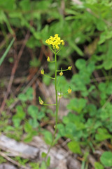Draba albertina