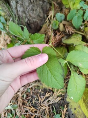 Aegopodium podagraria