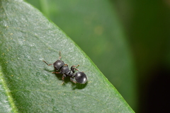 Cataulacus granulatus