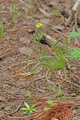 Draba albertina