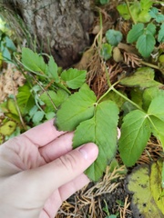 Aegopodium podagraria