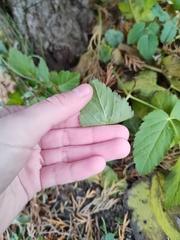 Aegopodium podagraria