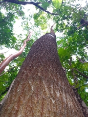 Sideroxylon salicifolium