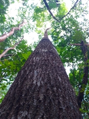Sideroxylon salicifolium