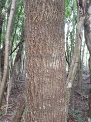 Sideroxylon salicifolium