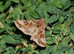 Autographa camptosema