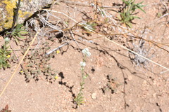 Plagiobothrys collinus