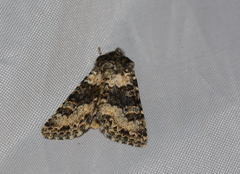 Bryoxena centralasiae