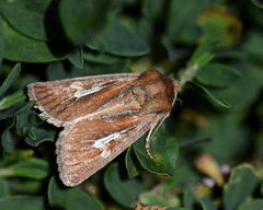 Cerapteryx megala