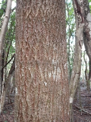 Sideroxylon salicifolium