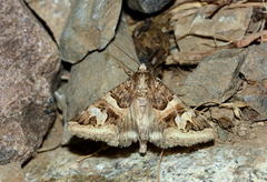 Drasteria langi