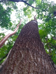 Sideroxylon salicifolium