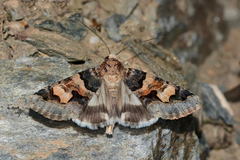 Drasteria sesquilina