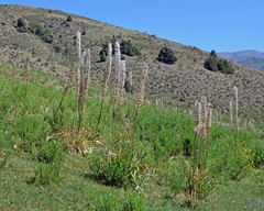 Eremurus