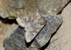 Lasionycta orientalis