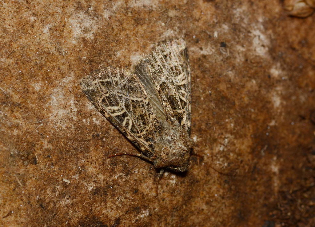 Sideridis unicolor