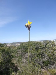 Bobartia robusta